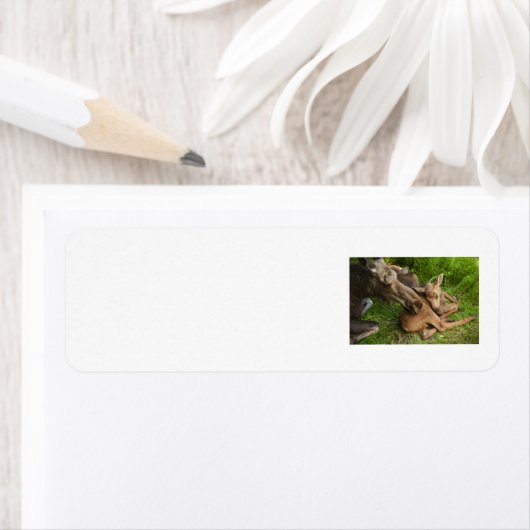 Tender Moeder Moose Etiket (Insitu)
