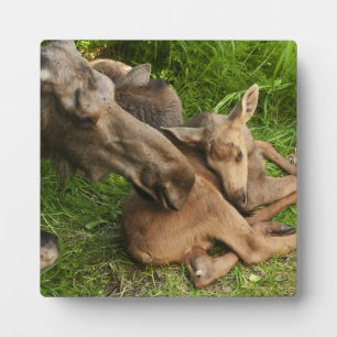 Tender Moeder Moose Fotoplaat