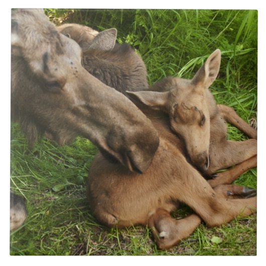Tender Moeder Moose Tegeltje (Voorkant)