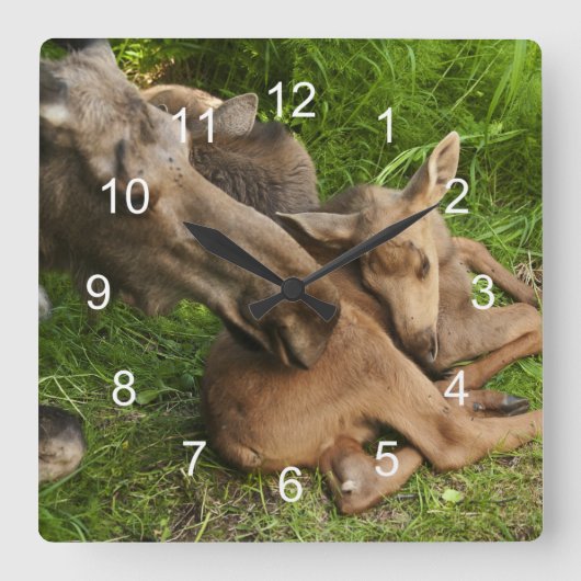 Tender Moeder Moose Vierkante Klok (Voorkant)
