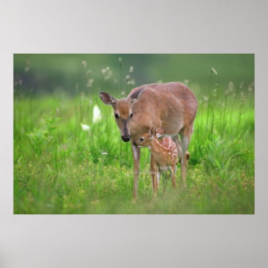 Tender moment hert poster (Voorkant)