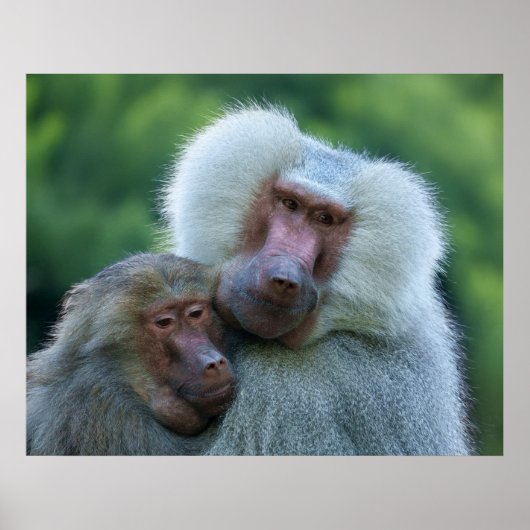 tenderbaviaanband poster (Voorkant)