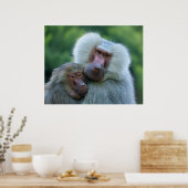 tenderbaviaanband poster (Keuken)