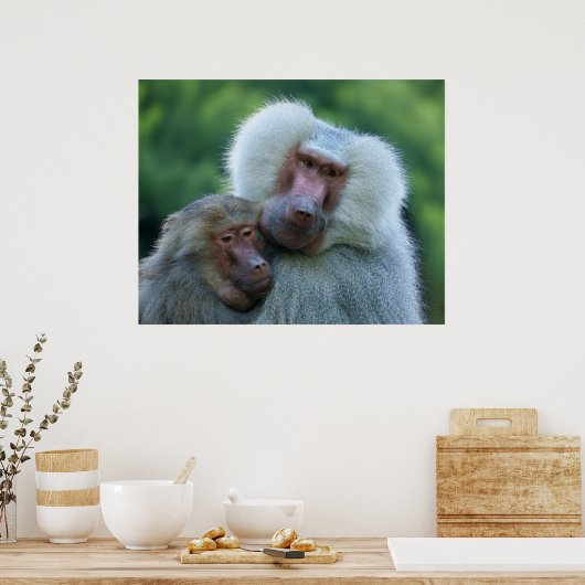 tenderbaviaanband poster (Keuken)