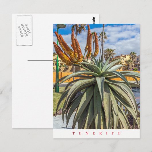 Tenerife Aloe Vera plant en briefkaart van bloemen (Voorkant / Achterkant)