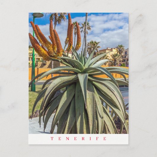 Tenerife Aloe Vera plant en briefkaart van bloemen (Voorkant)