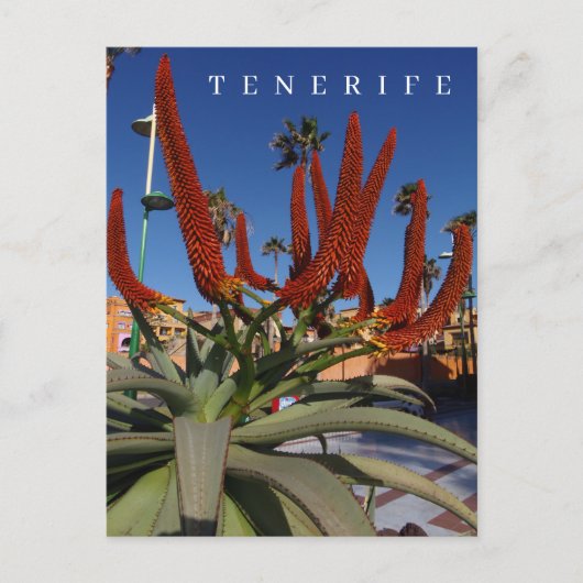 Tenerife Aloe Vera uitzicht briefkaart (Voorkant)
