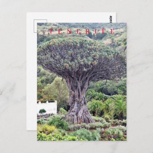 Tenerife drakenboom uitzicht briefkaart (Voorkant / Achterkant)
