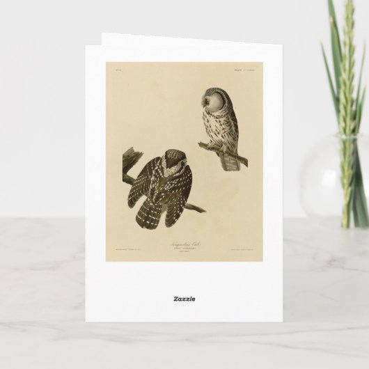 Tengmalm's (Boreal) Owl Audubon's vogels in Amerik Kaart (Achterkant)