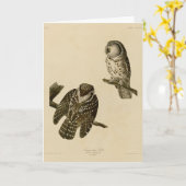 Tengmalm's (Boreal) Owl Audubon's vogels in Amerik Kaart (Gele Bloem)