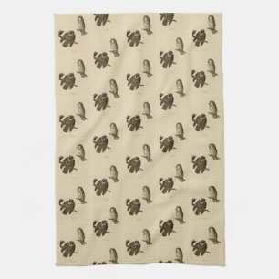 Tengmalm's (Boreal) Owl Audubon's vogels in Amerik Theedoek