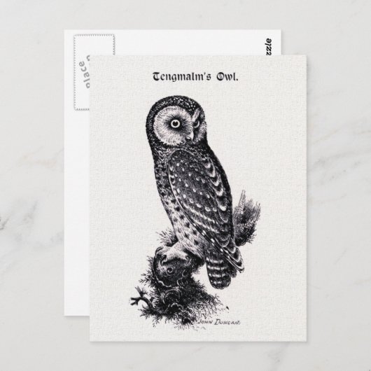 Tengmalm's Owl  Bird Illustration Briefkaart (Voorkant / Achterkant)
