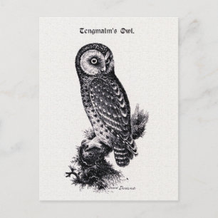 Tengmalm's Owl  Bird Illustration Briefkaart