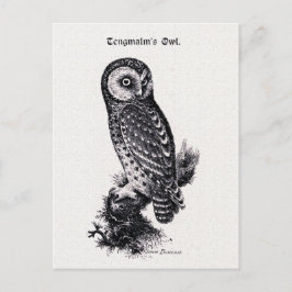 Tengmalm's Owl  Bird Illustration Briefkaart