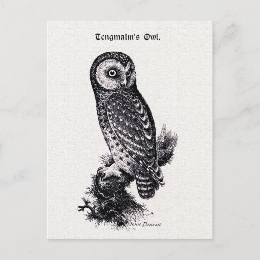 Tengmalm's Owl Bird Illustration Briefkaart (Voorkant)