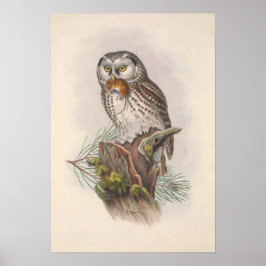 Tengmalm's Owl Bird Poster