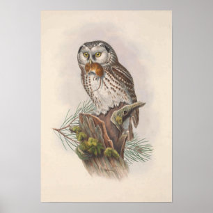  Tengmalm's Owl Bird Poster
