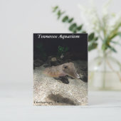 Tennessee Aquarium Cuttlefish Briefkaart (Staand voorkant)