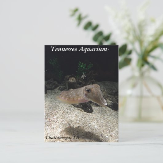 Tennessee Aquarium Cuttlefish Briefkaart (Staand voorkant)