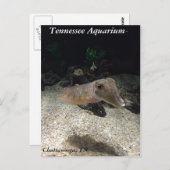 Tennessee Aquarium Cuttlefish Briefkaart (Voorkant / Achterkant)