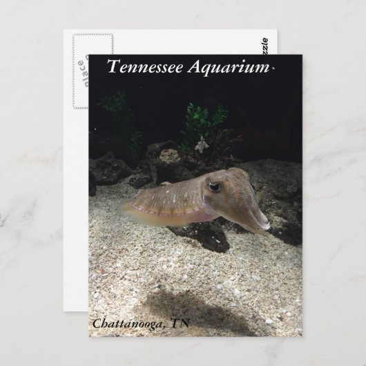 Tennessee Aquarium Cuttlefish Briefkaart (Voorkant / Achterkant)