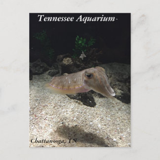 Tennessee Aquarium Cuttlefish Briefkaart