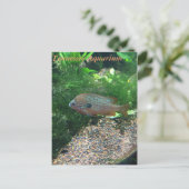 Tennessee Aquarium Postcard Briefkaart (Staand voorkant)