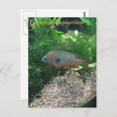 Tennessee Aquarium Postcard Briefkaart (Voorkant / Achterkant)