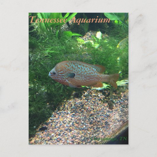 Tennessee Aquarium Postcard Briefkaart (Voorkant)