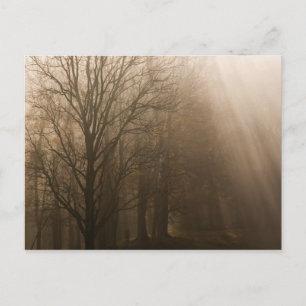 Tennessee Bomen in Mist Great Smoky Mountain Briefkaart
