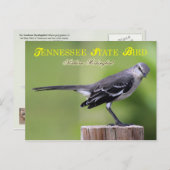 Tennessee State Bird - Northern Mockingbird Briefkaart (Voorkant / Achterkant)