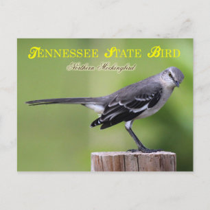 Tennessee State Bird - Northern Mockingbird Briefkaart