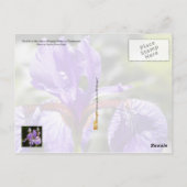Tennessee State Flower: Iris Briefkaart (Achterkant)