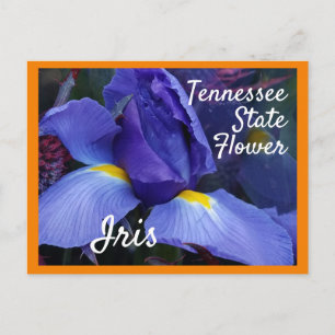 Tennessee State Flower TN Iris Briefkaart
