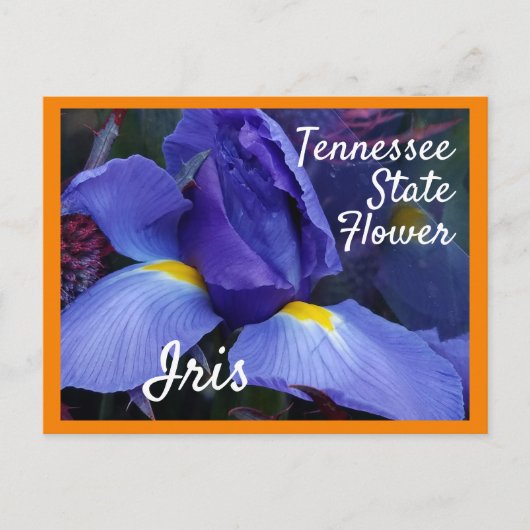 Tennessee State Flower TN Iris Briefkaart (Voorkant)