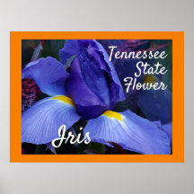 Tennessee State Flower TN Iris