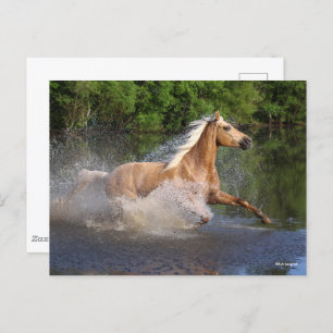 Tennessee Walker die door water loopt Briefkaart