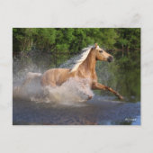 Tennessee Walker die door water loopt Briefkaart (Voorkant)