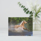 Tennessee Walker die door water loopt Briefkaart (Staand voorkant)