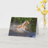 Tennessee Walker die door water loopt Kaart (Gele Bloem)