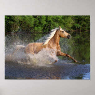 Tennessee Walker die door water loopt Poster