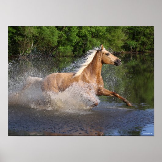 Tennessee Walker die door water loopt Poster (Voorkant)