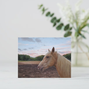 Tennessee Walking Horse Briefkaart