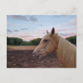 Tennessee Walking Horse Briefkaart (Voorkant)