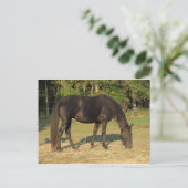 Tennessee Walking Horse Briefkaart (Staand voorkant)