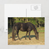 Tennessee Walking Horse Briefkaart (Voorkant / Achterkant)