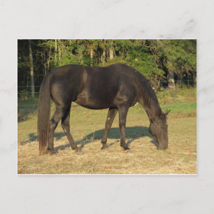 Tennessee Walking Horse Briefkaart