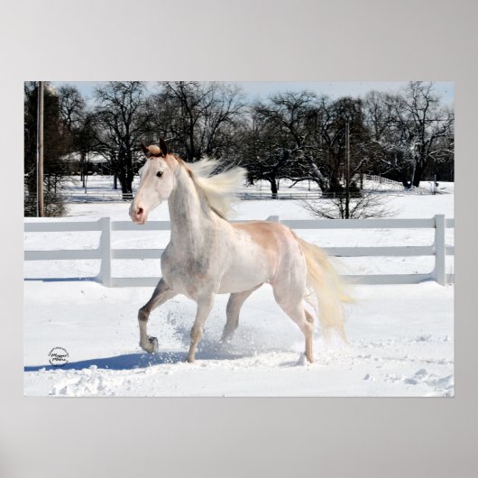 Tennessee Walking Horse in Snow Poster (Voorkant)