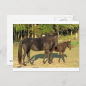 Tennessee Walking Horse Mare and Foal Briefkaart (Voorkant / Achterkant)
