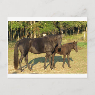 Tennessee Walking Horse Mare and Foal Briefkaart